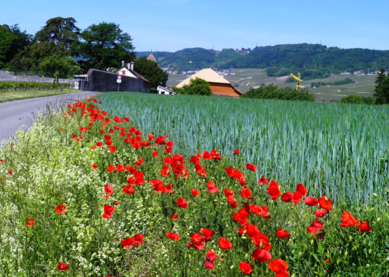 Pilger-Wandern 7/11 - Von St-Prex bis Bussigny